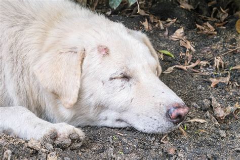 Brown Recluse Spider Bite Poisoning in Dogs - Symptoms, Causes, Diagnosis, Treatment, Recovery ...