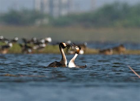 Home Affairs: The Great Crested Grebes Build a Nest | RoundGlass | Sustain