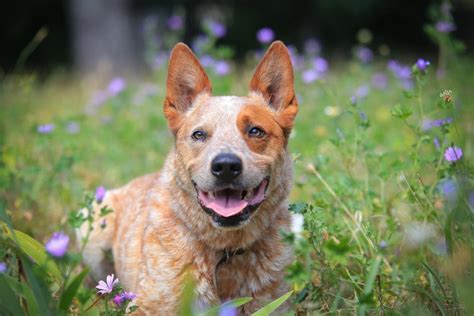 History of Queensland Heeler Dogs » Petsoid