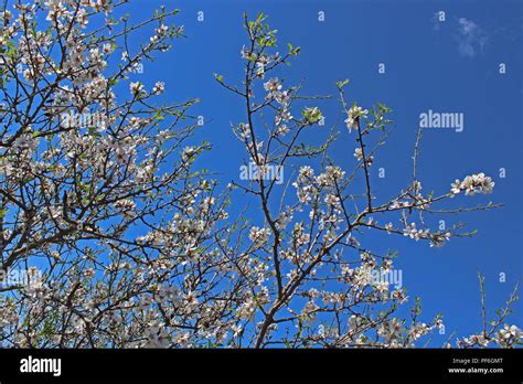 Valley of the Temples, Agrigento Stock Photo - Alamy