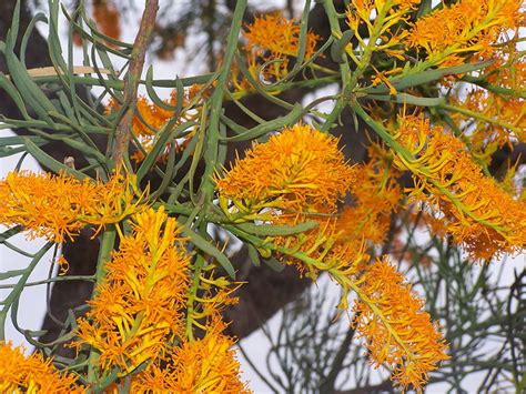 The Australian Christmas Tree, Nuytsia floribunda, and Its Ingenious ...