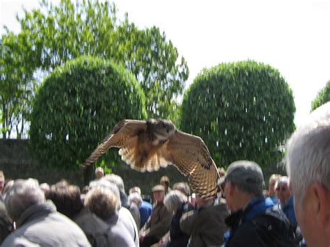 DUNROBIN CASTLE & FALCONRY DISPLAY