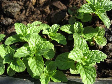 نبات النعناع الحار واسمه العلمي Mentha piperita - مشتلي