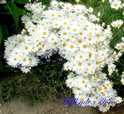 Pyrethrum Daisy Heirloom Flower Seeds by Flowerlady46 on Etsy