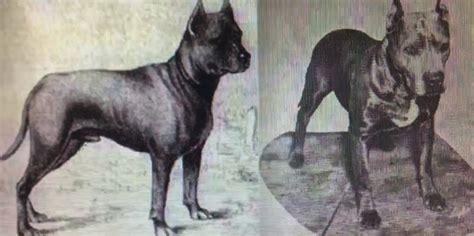 A Short History of Extinct Dog Breeds 🐶 Off The Leash