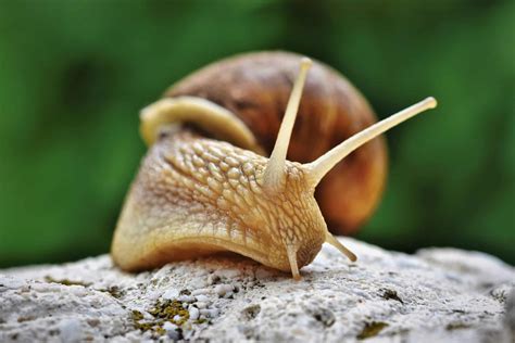 50 Cool Snail Facts That You Didn't Know Until Now