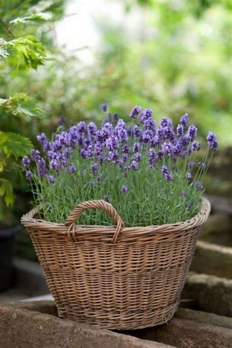 Growing Lavender In Pots - Lavender Plant