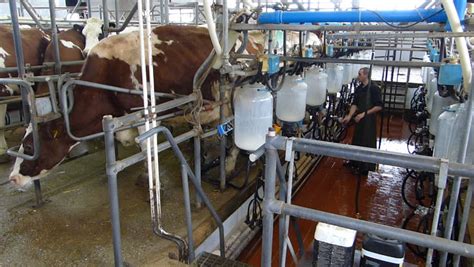 Dairy Cows In Automated Milking Parlor. Modern Dairy Farm Equipment ...