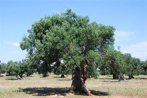 The Olive Tree Symbolism | Bible Truths Revealed