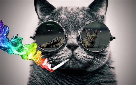 Cat Wearing Sunglasses Wallpaper | www.pixshark.com - Images Galleries ...