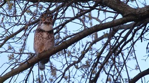 Male Great Horned Owl Hoots, 4-12-2019, Forest Park, St. Louis, Missouri, USA - YouTube