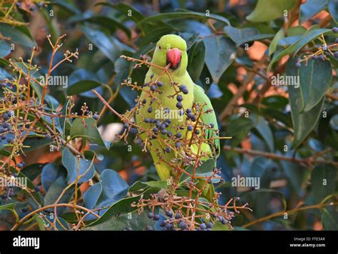 parrot feeding in tropical forest Stock Photo - Alamy