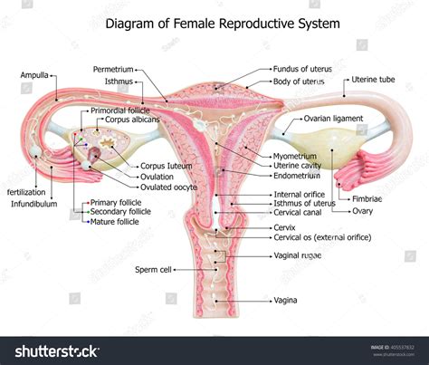 Female Reproductive System, Image Diagram Stock Photo 405537832 : Shutterstock