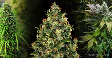 9 Best Hybrid Strains - Sensi Seeds