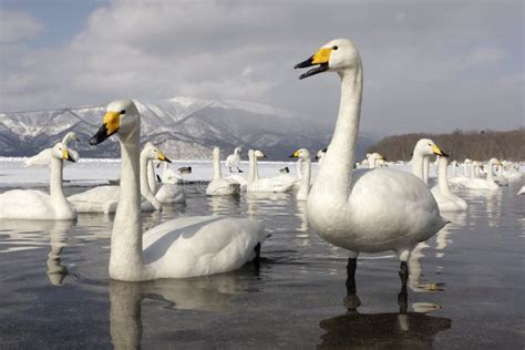 Whooper Swan, Cygnus Cygnus Stock Image - Image of british, flock: 33592385