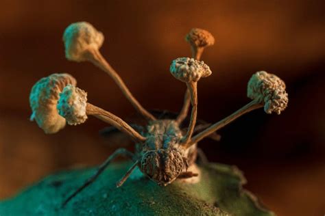 Behold this award-winning image of fungus making a fly its “zombie ...