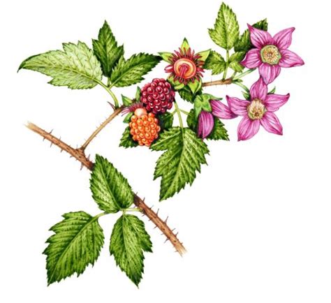 Salmonberry Rubus spectabilis - Lizzie Harper