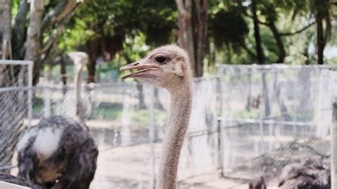 Ostrich Stock Video Footage for Free Download