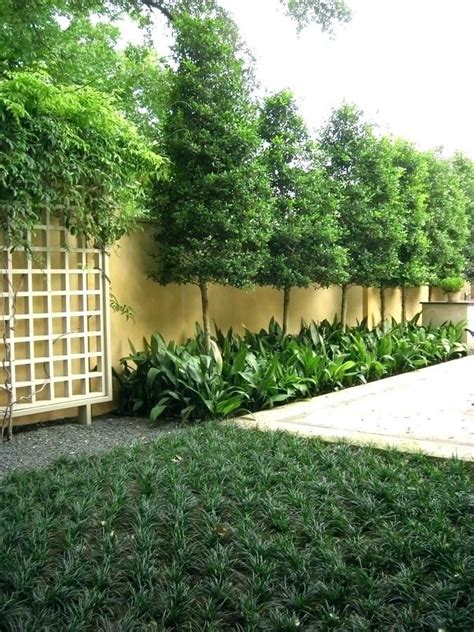 what to plant along fence for privacy – naplanete.club Privacy Fence Landscaping, Privacy Trees ...