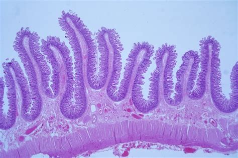 Meet Your Interstitium, a Newfound "Organ" | Scientific American