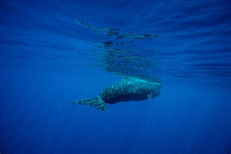 Do Whales Sleep? Exploring the Sleeping Habits of These Majestic ...