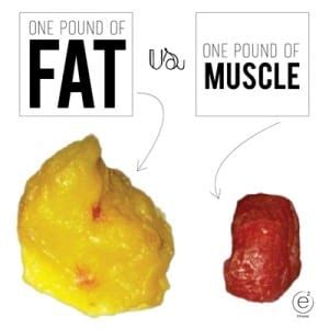 Muscle vs Fat Myths | Active Lifestyle Fitness