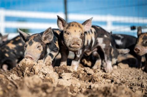 Exploring the Hampshire Pig Breed: History and Characteristics – Pig Pedia