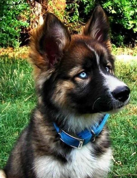 German Shepherd Siberian Husky Mix Puppies For Sale | PETSIDI