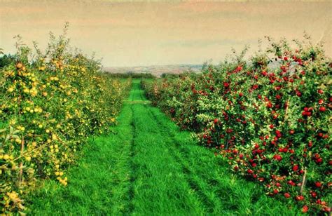 Beak & Skiff Apple Orchard is the best place to pick apples in Upstate New York and is famous ...