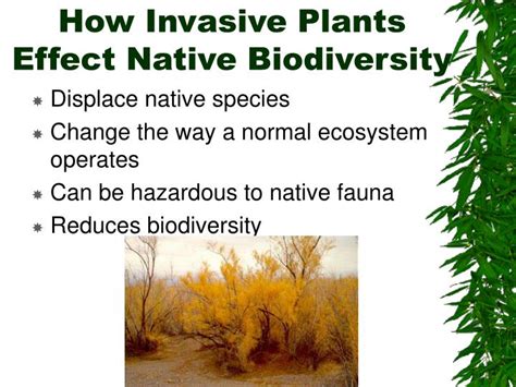 PPT - Introduced Invasive Plants in California PowerPoint Presentation ...