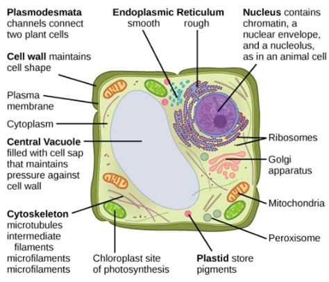 Top 191+ Difference and similarities between animal cell and plant cell - Merkantilaklubben.org