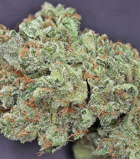 Northern Lights Autoflower feminized seeds for sale: information and reviews - Herbies