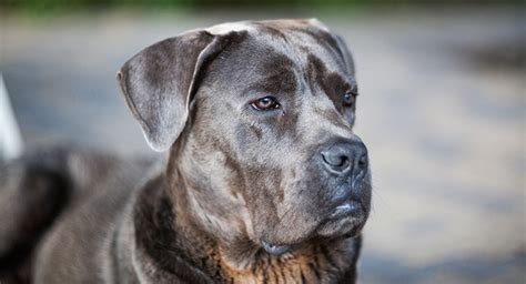 Mastiff Lab Mix - A Complete Guide To The Mastador Dog