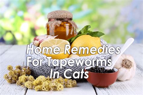 Home Remedies For Tapeworm In Cats - Natural Treatment