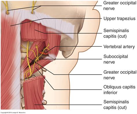 C2 spinal nerve Archives - Learn Muscles