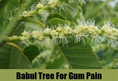 6 Home Remedies For Gum Pain – Natural Home Remedies & Supplements