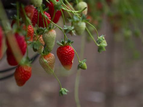 More Than Fruit: Dr Catherine Russell Angus Soft Fruits – Hospitalfield