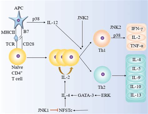 How do Th1 and Th2 Cells Differentiate?-CUSABIO