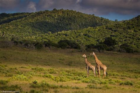 Spectacular South Africa Wildlife Photos | Adventure Travel blog | The ...