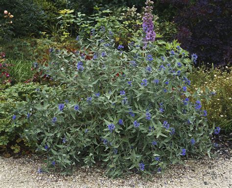 10 Best Deer-Resistant Shrubs for Landscaping