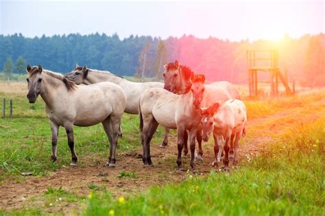 Premium Photo | Herd of wild horses on the meadow at sunset