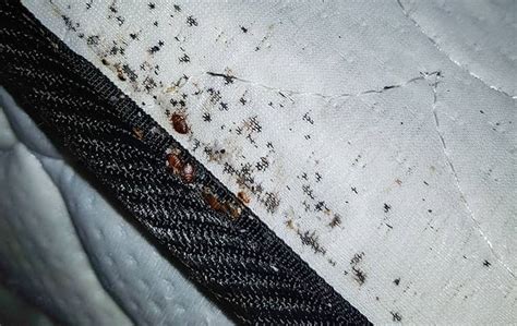 5 Signs That You May Have Bed Bugs | Pest & Termite Consultants