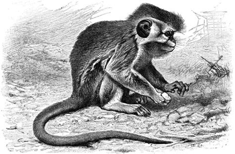 Angolan talapoin - Facts, Diet, Habitat & Pictures on Animalia.bio