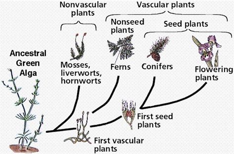 Plant Evolution Diagram