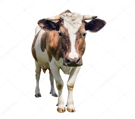 Funny cute cow isolated on white. Looking at camera red cow. Funny spotted cow. Farm animals ...