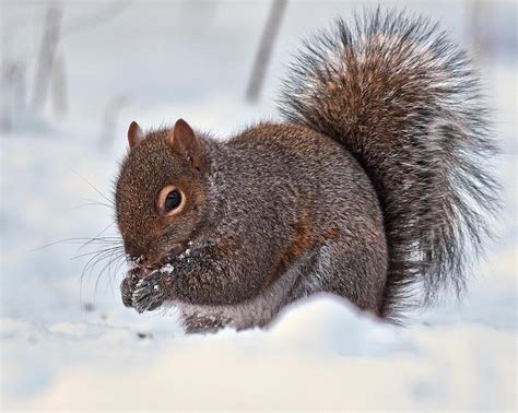 Squirrel in the snow Photograph by Bob Arens - Pixels