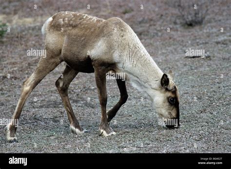 woodland caribou, doe, reindeer, rangifer tarandus, rangifer tarandus ...