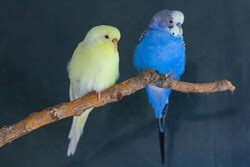 14 Different Types of Talking Birds (with Pictures)