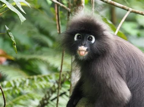 Cheeky Monkey! | Smithsonian Photo Contest | Smithsonian Magazine