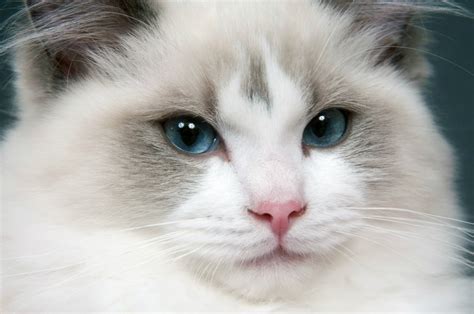 Ragdoll Cat